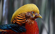 01 Golden Pheasant (male, Chrysolophus pictus)